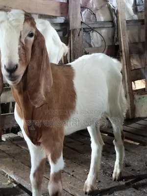 Castrated Goat Male Goat
