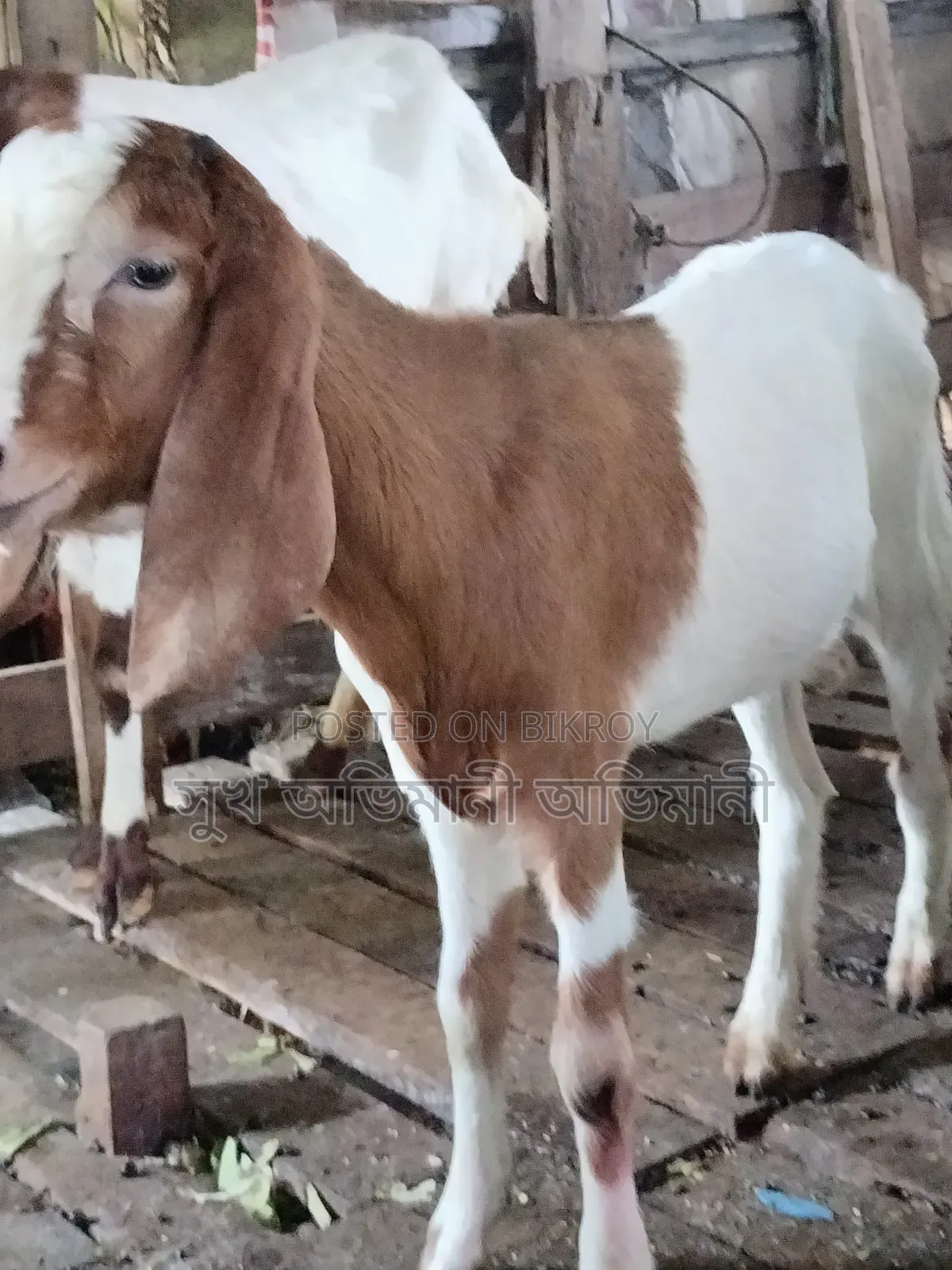 Castrated Goat Male Goat