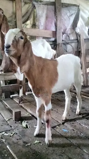Castrated Goat Male Goat