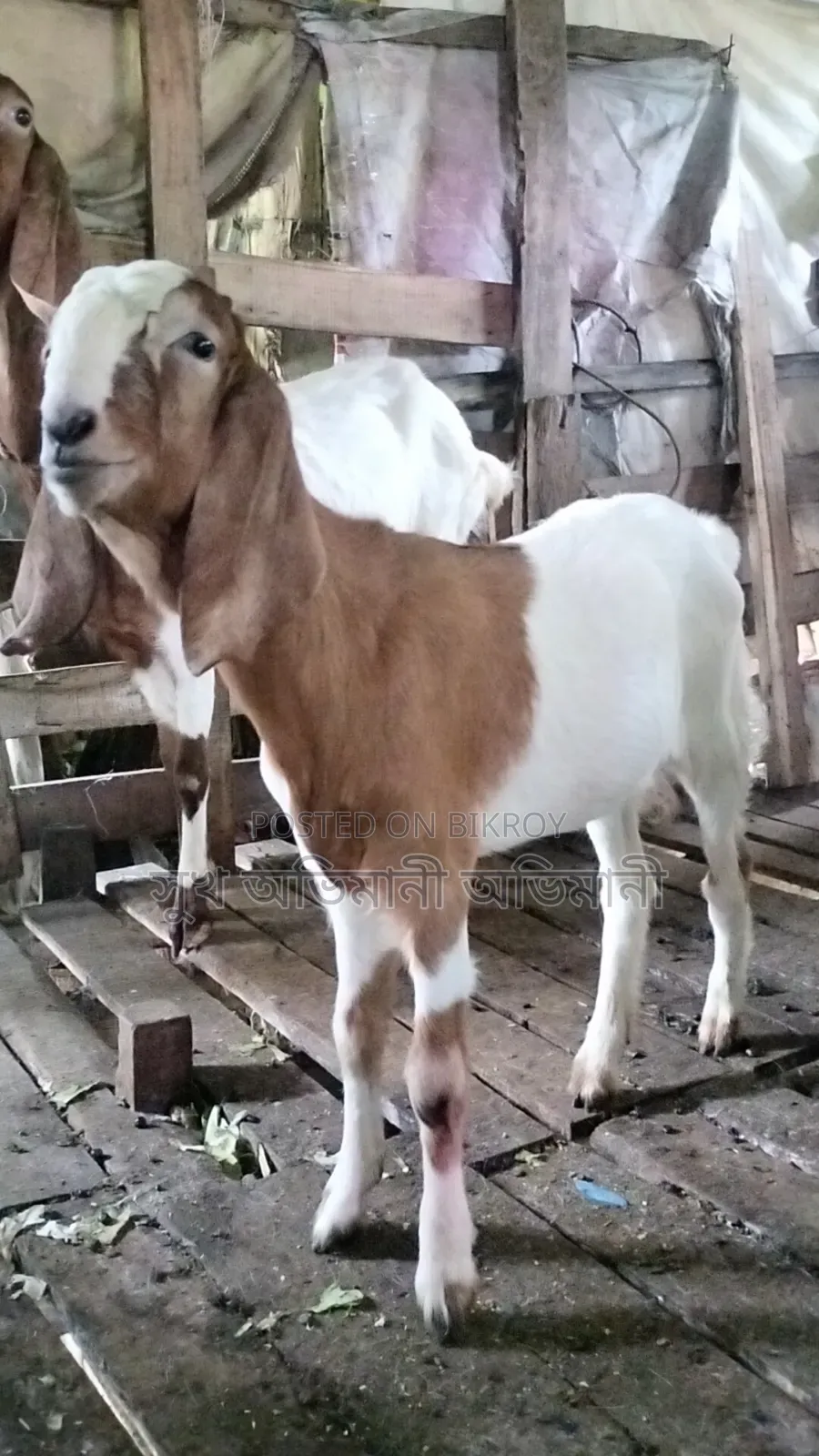 Castrated Goat Male Goat