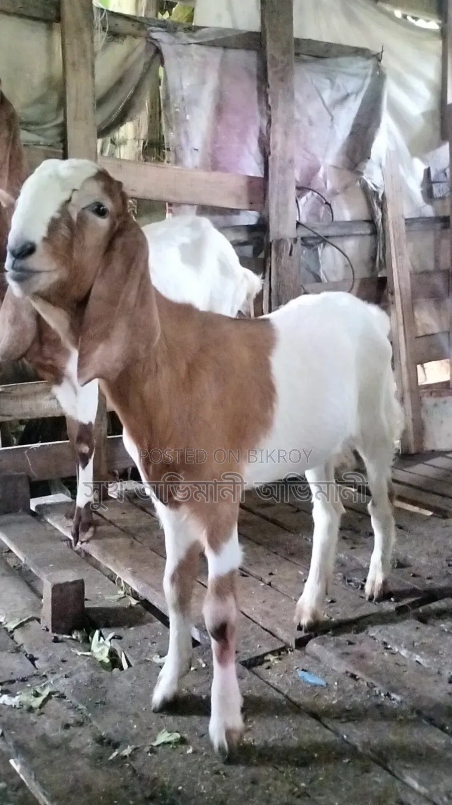 Castrated Goat Male Goat