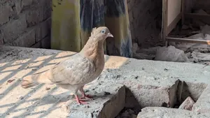 চুয়া চন্দন মাদী