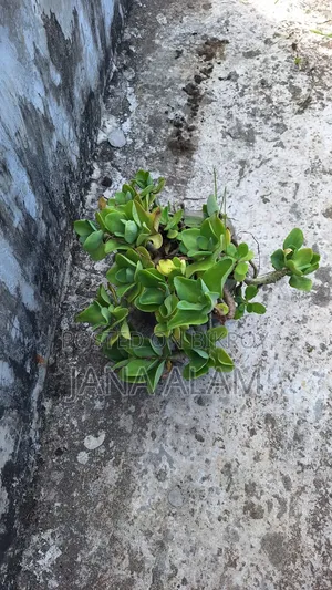 Kalanchoe Plant