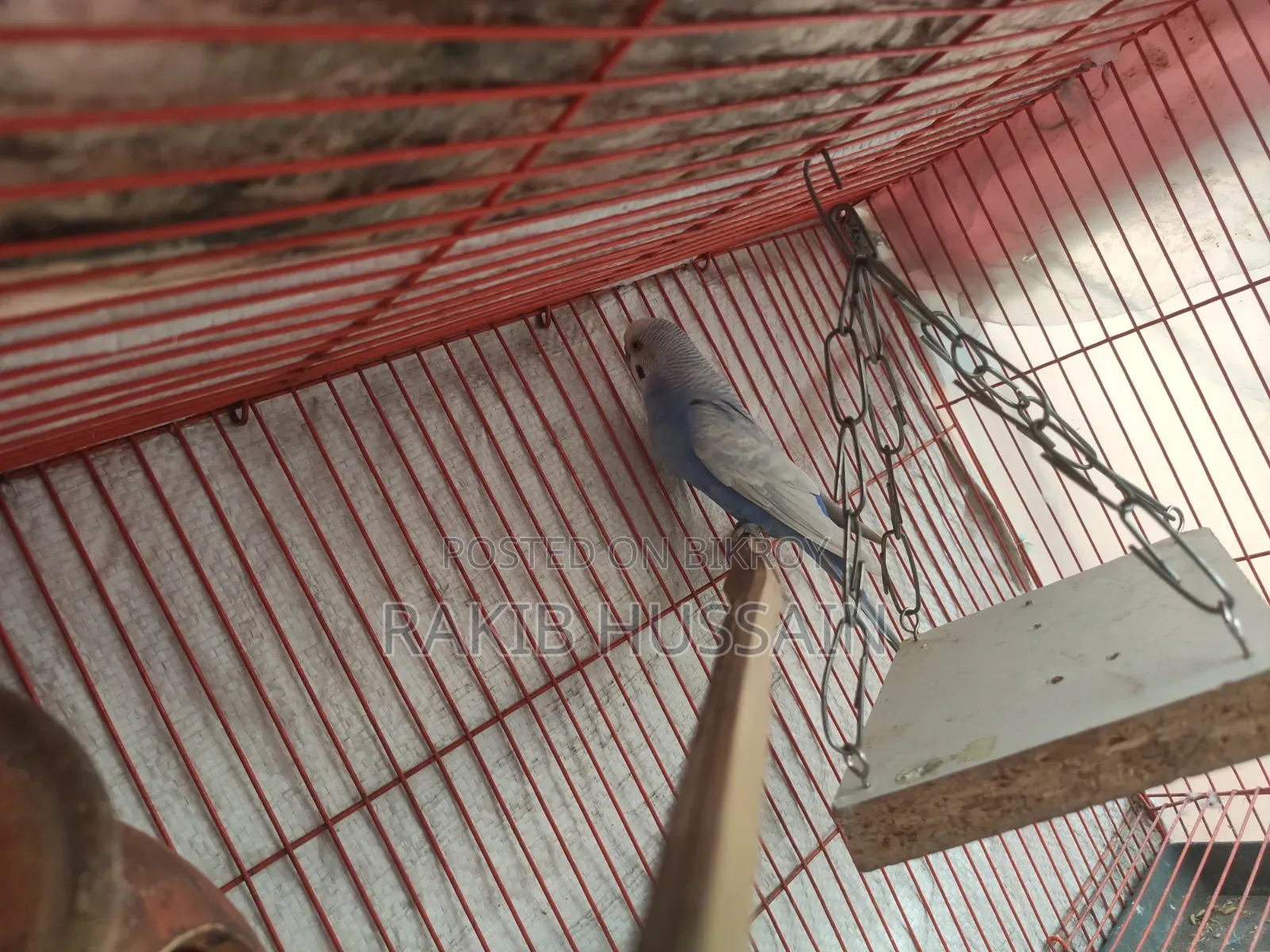 Bazigar Breeding Pair