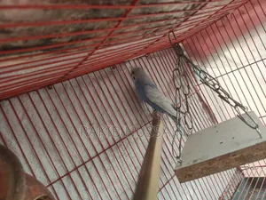 Bazigar Breeding Pair