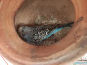 Bazigar Breeding Pair