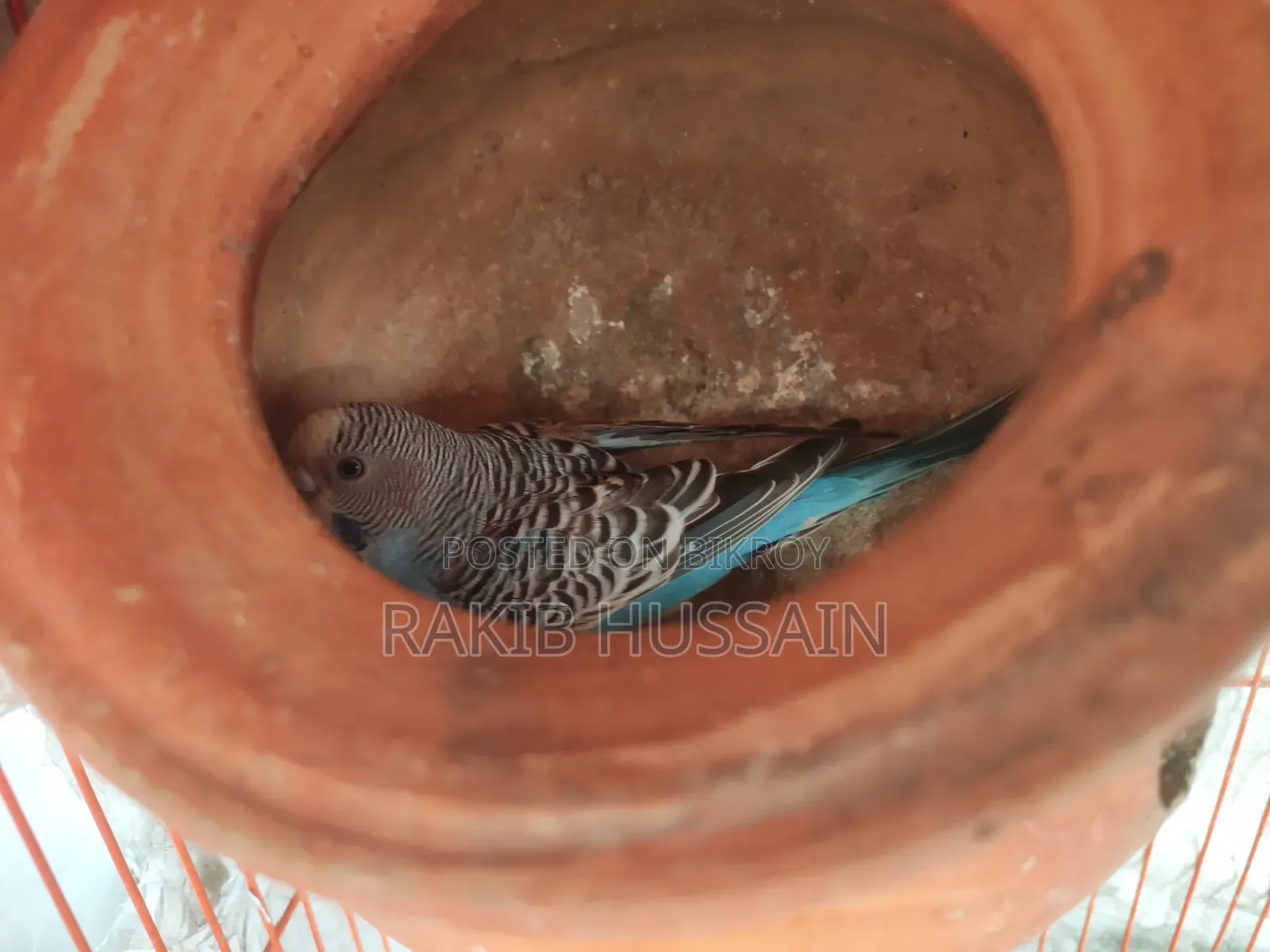 Bazigar Breeding Pair