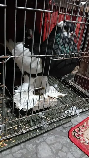 খুব ভালো মানের একই রকম কবুতর বিক্রি করব