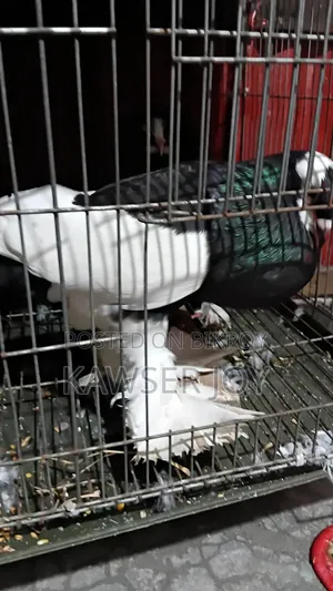 খুব ভালো মানের একই রকম কবুতর বিক্রি করব