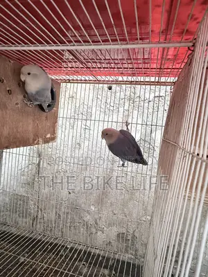 ১০০% ব্রিডিং জোড়া লাভ বার্ড