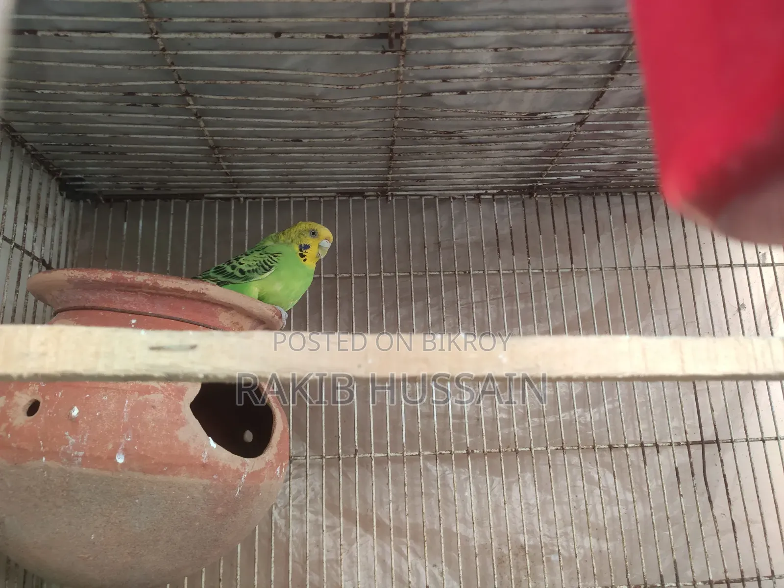 Bazigar Running Female