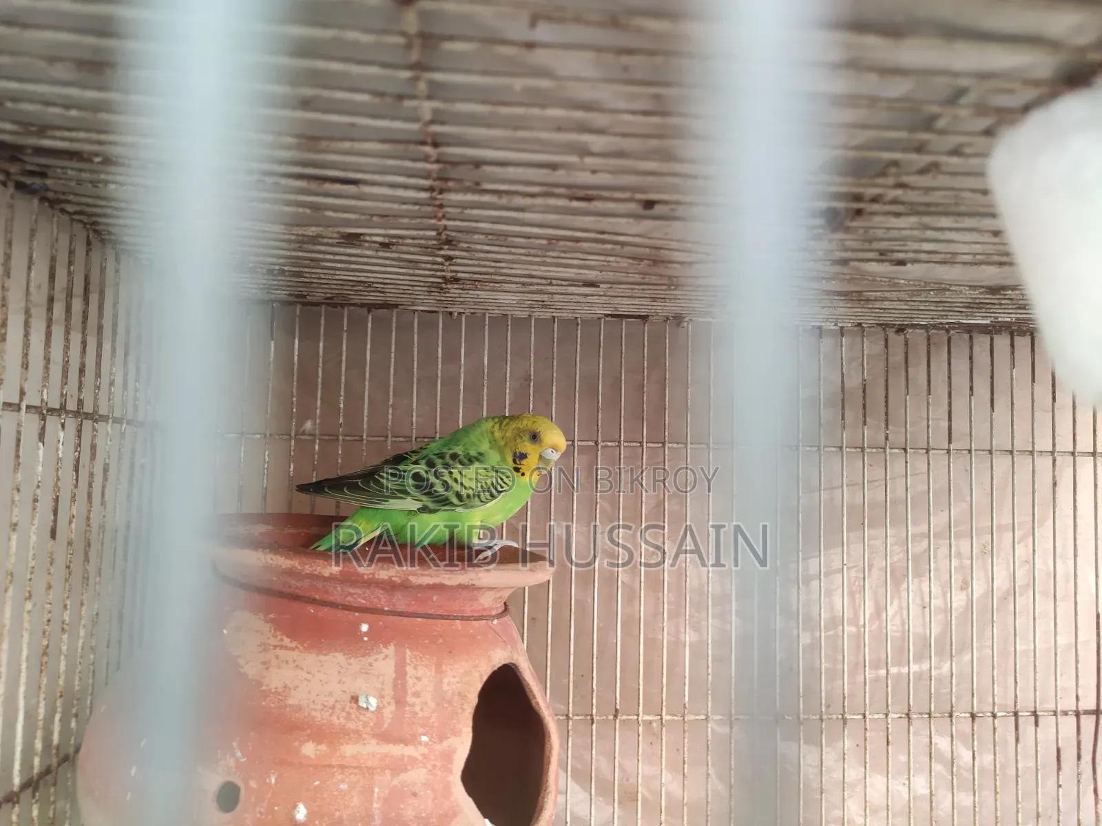 Bazigar Running Female