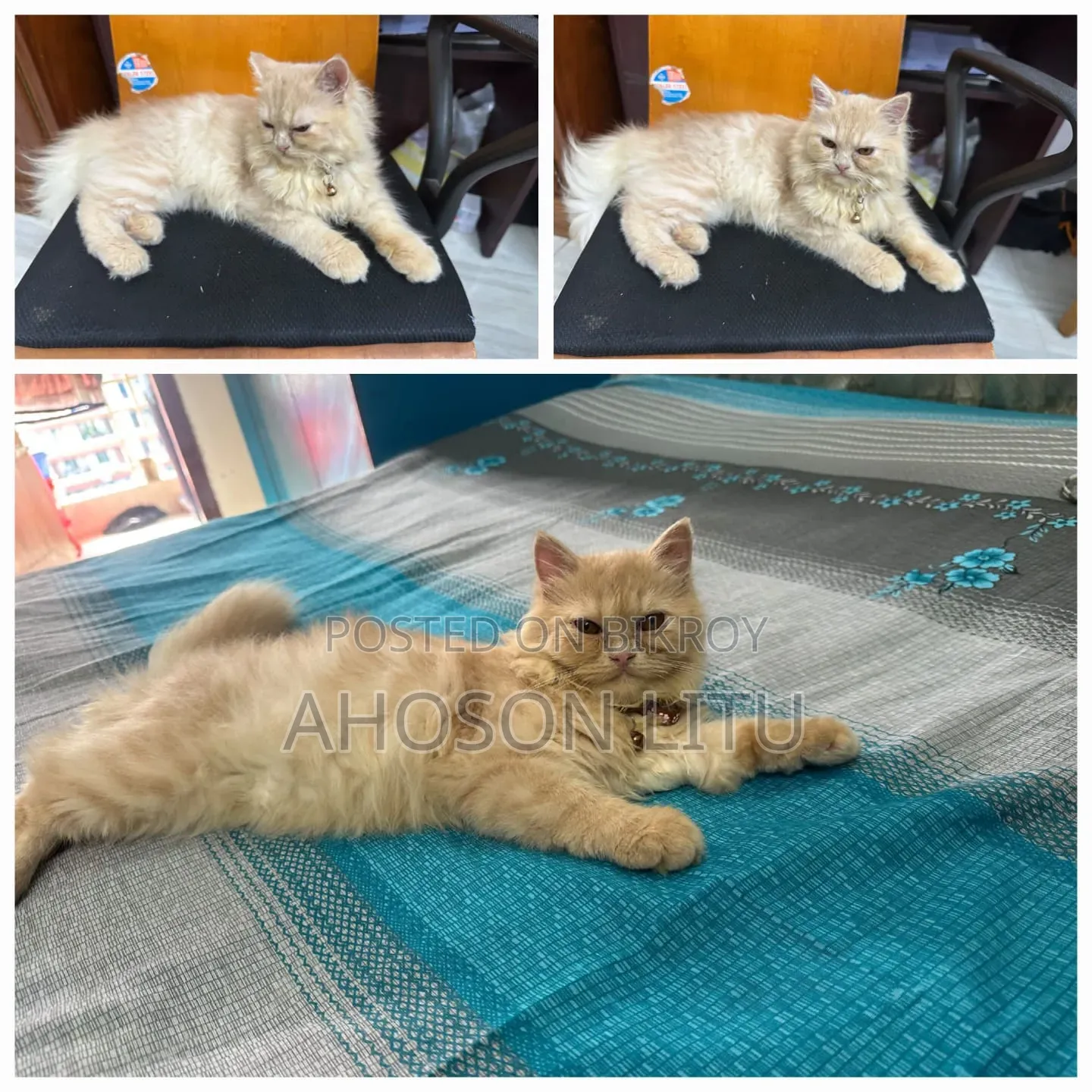 ৩-৬ মাসের ফিমেল পিওরব্রেড পার্সিয়ান