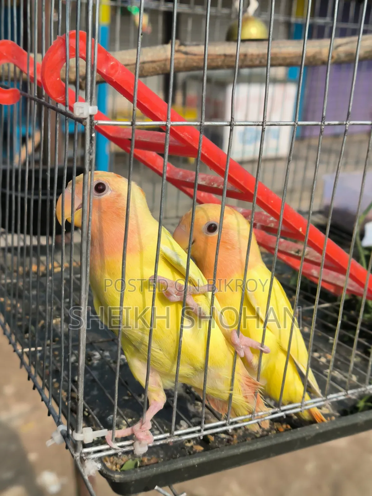 রেড হেড লোটিনো অপালাইন