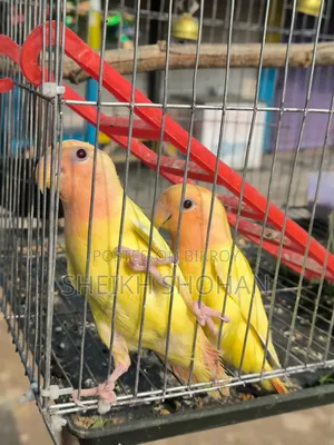 রেড হেড লোটিনো অপালাইন