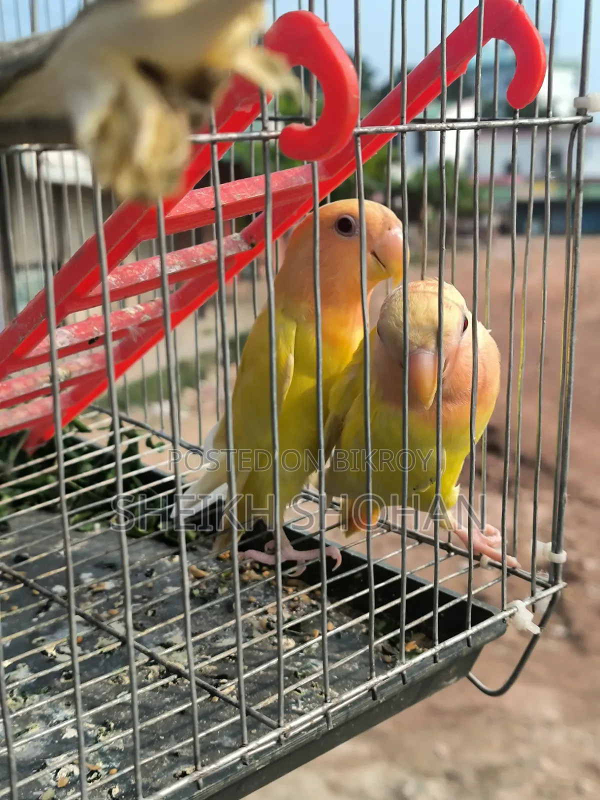 রেড হেড লোটিনো অপালাইন