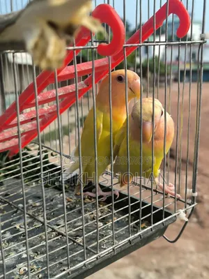 রেড হেড লোটিনো অপালাইন