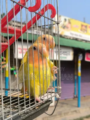 রেড হেড লোটিনো অপালাইন