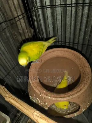 বাজিগর রানিং জোড়া ডিম সহ