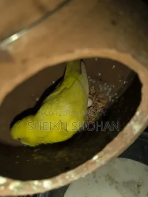 বাজিগর রানিং জোড়া ডিম সহ