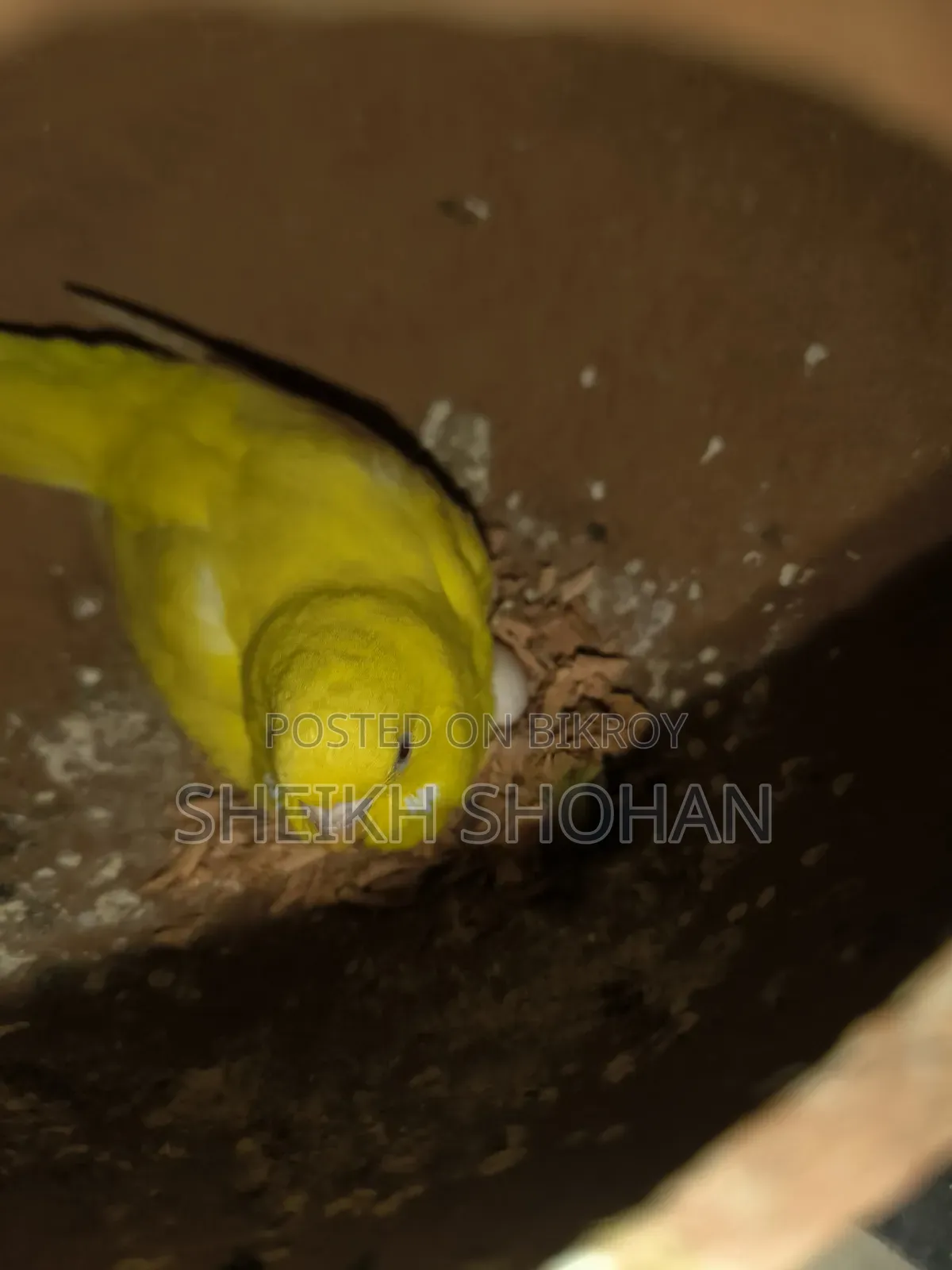 বাজিগর রানিং জোড়া ডিম সহ