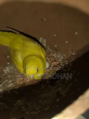 বাজিগর রানিং জোড়া ডিম সহ