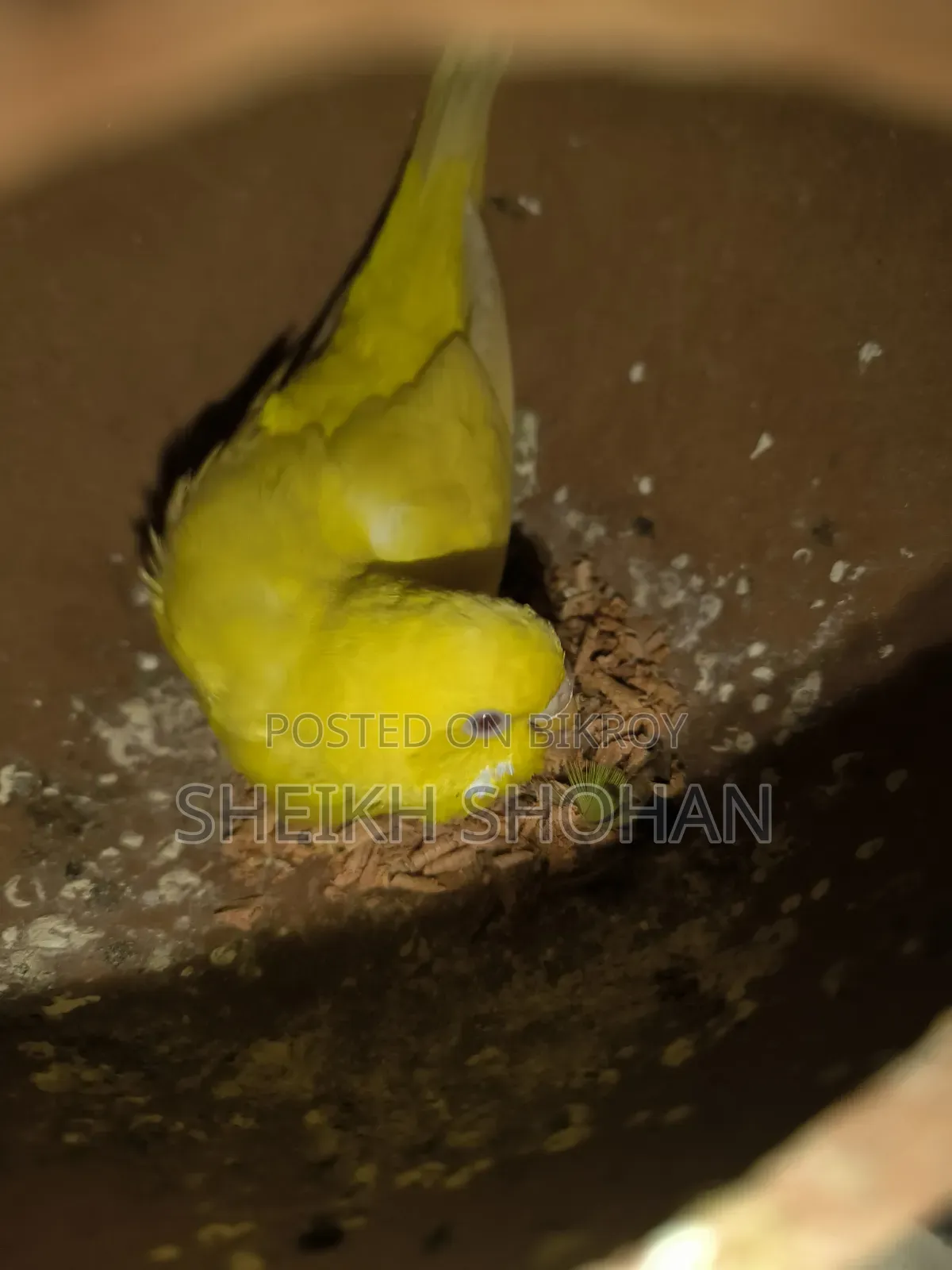 বাজিগর রানিং জোড়া ডিম সহ