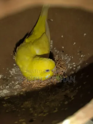 বাজিগর রানিং জোড়া ডিম সহ