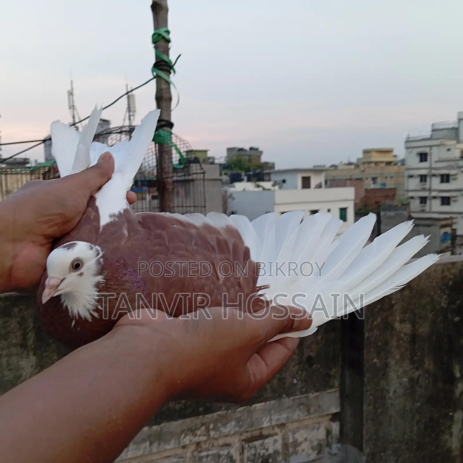 Lal Gorra Pair Full Fresh