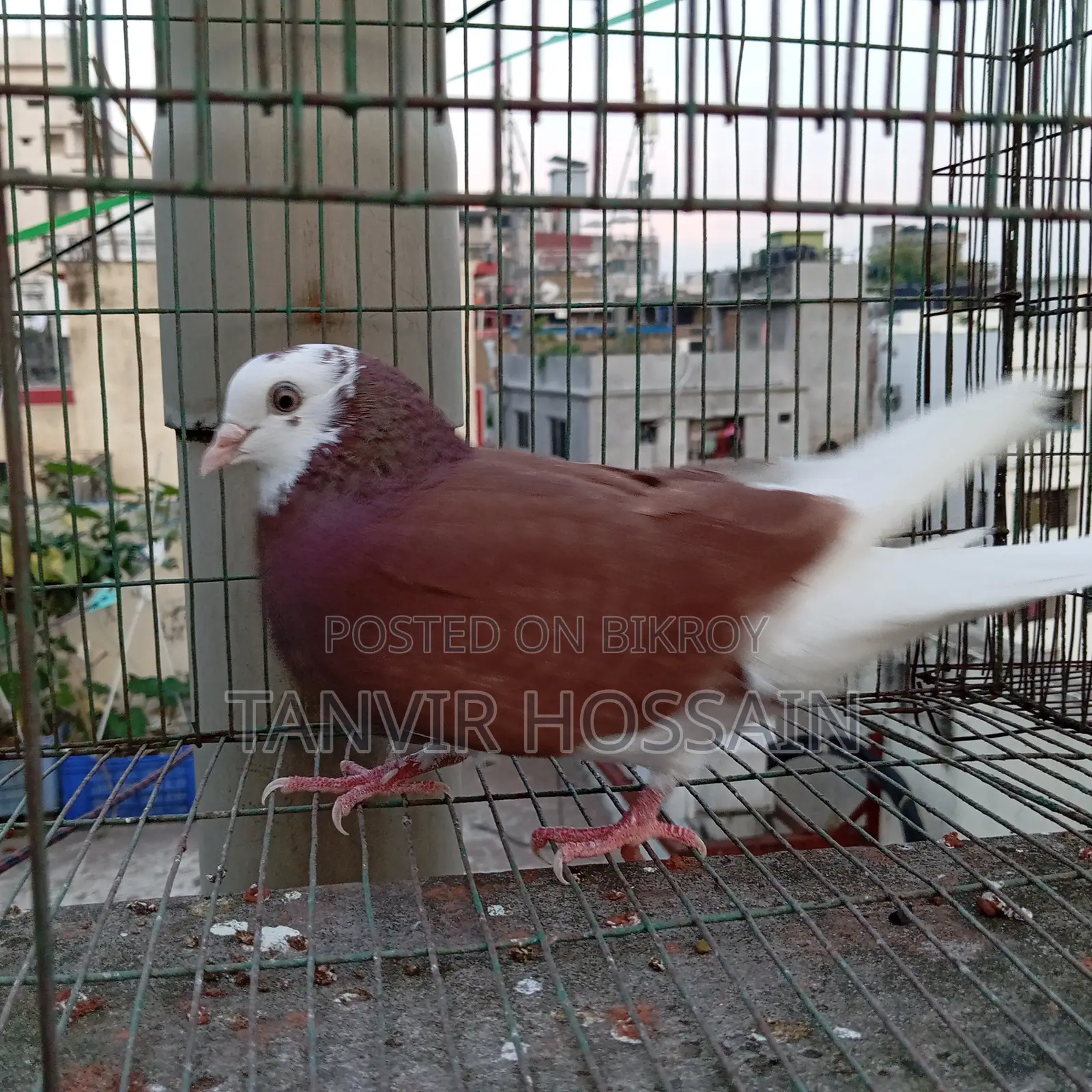 Lal Gorra Pair Full Fresh