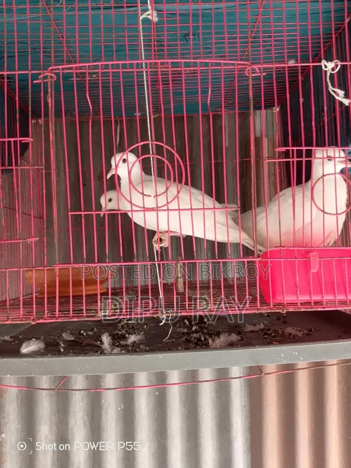 One Pair of Doves for Sale