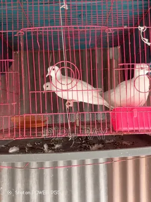 One Pair of Doves for Sale