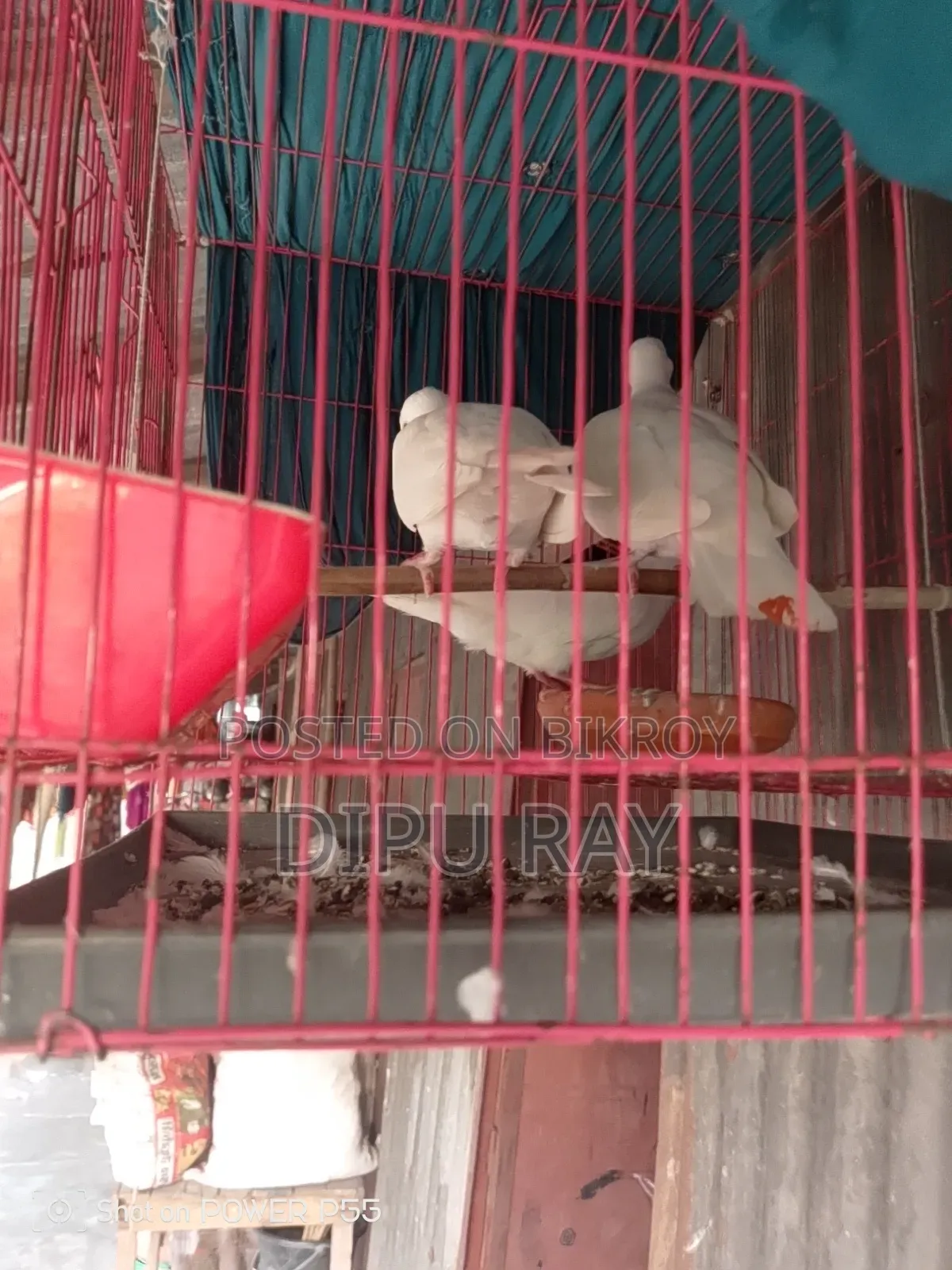 One Pair of Doves for Sale