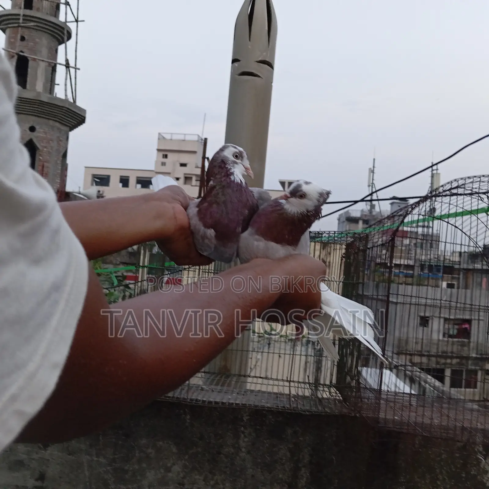 মিলি গোরা মাস্টার পেয়ার