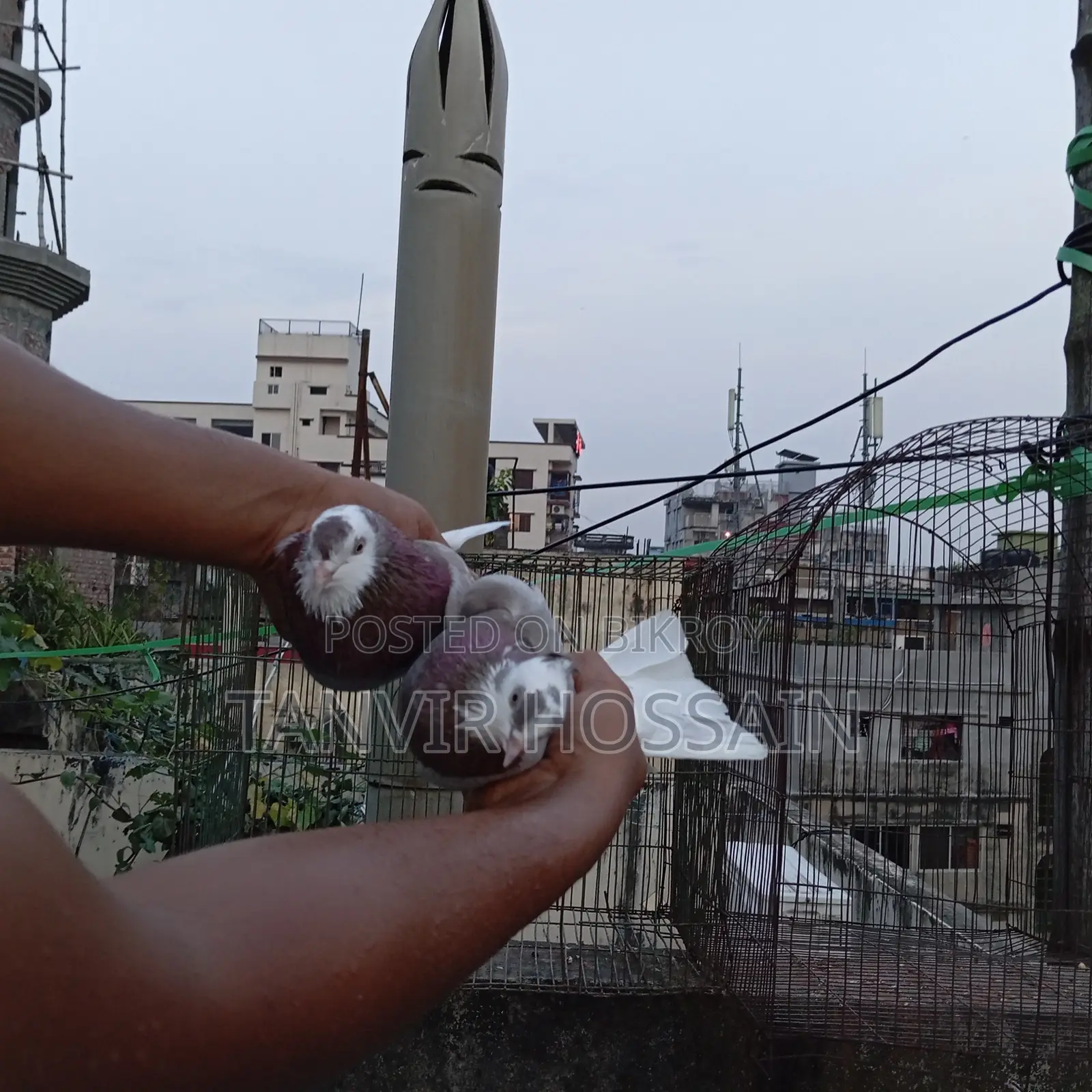 মিলি গোরা মাস্টার পেয়ার