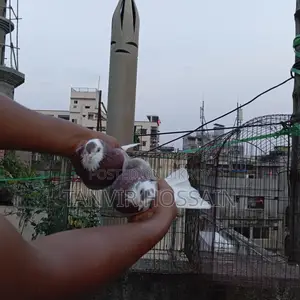 মিলি গোরা মাস্টার পেয়ার