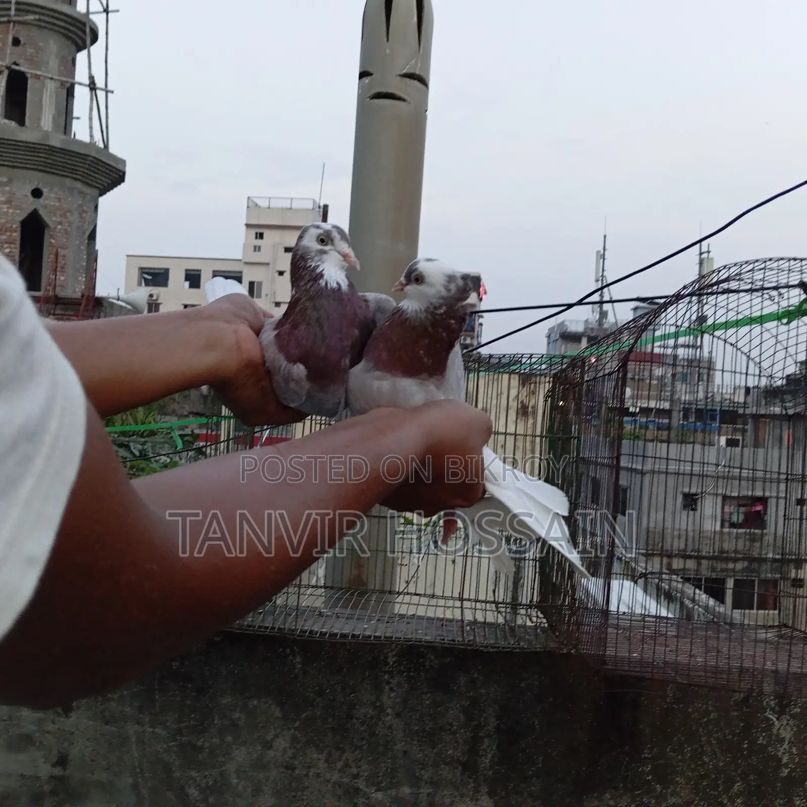 মিলি গোরা মাস্টার পেয়ার