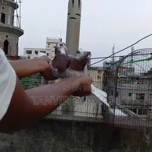মিলি গোরা মাস্টার পেয়ার