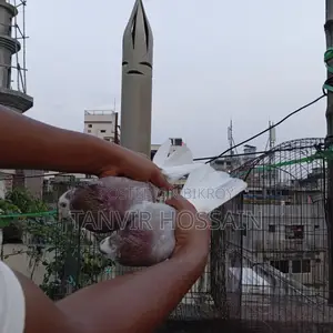 মিলি গোরা মাস্টার পেয়ার
