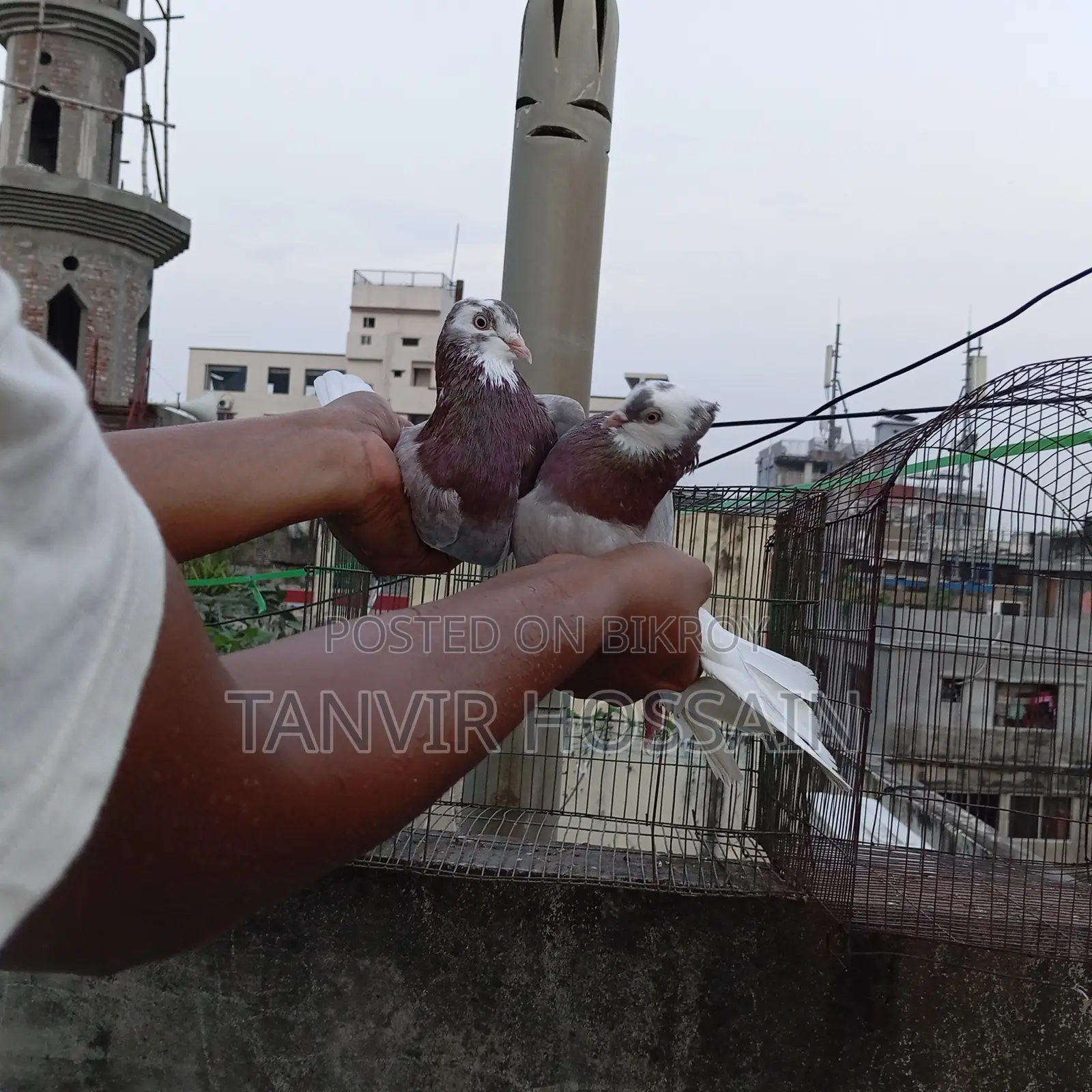 মিলি গোরা মাস্টার পেয়ার