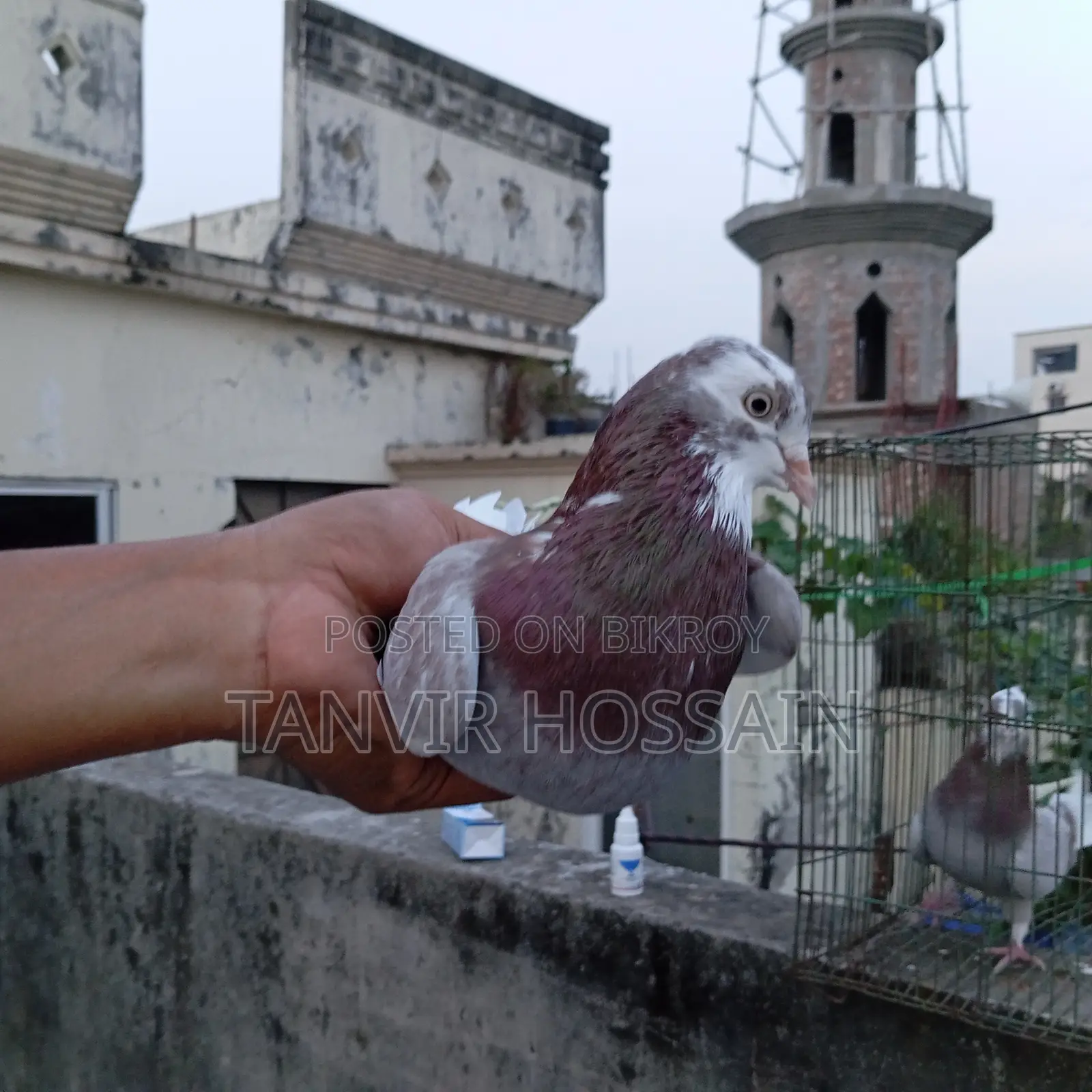 মিলি গোরা মাস্টার পেয়ার