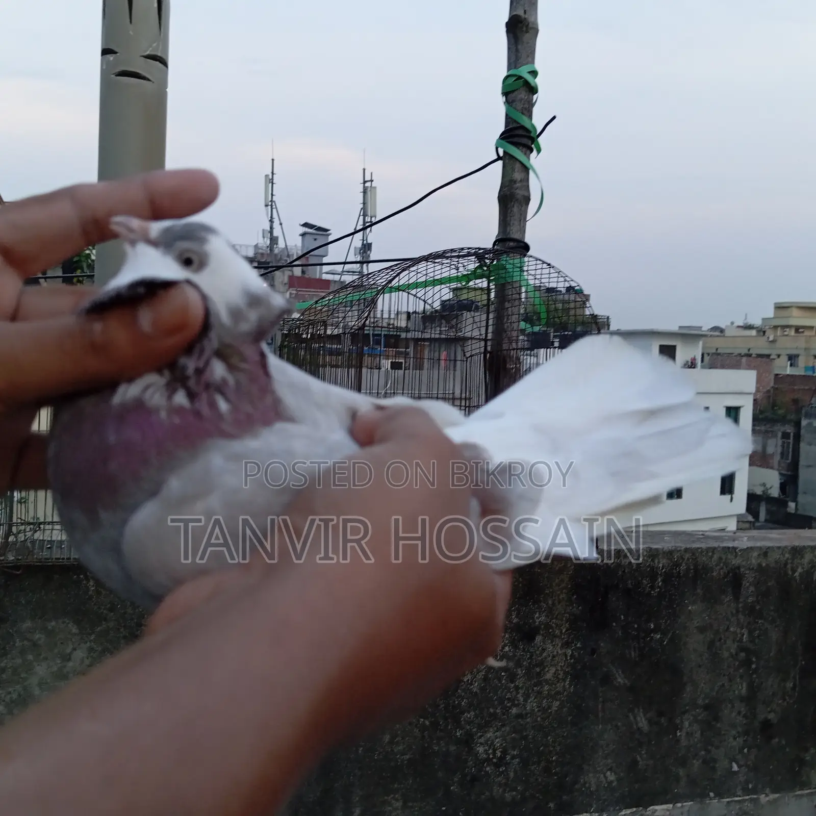 মিলি গোরা মাস্টার পেয়ার
