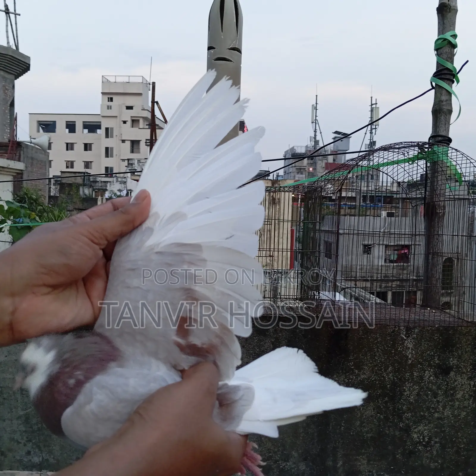 মিলি গোরা মাস্টার পেয়ার