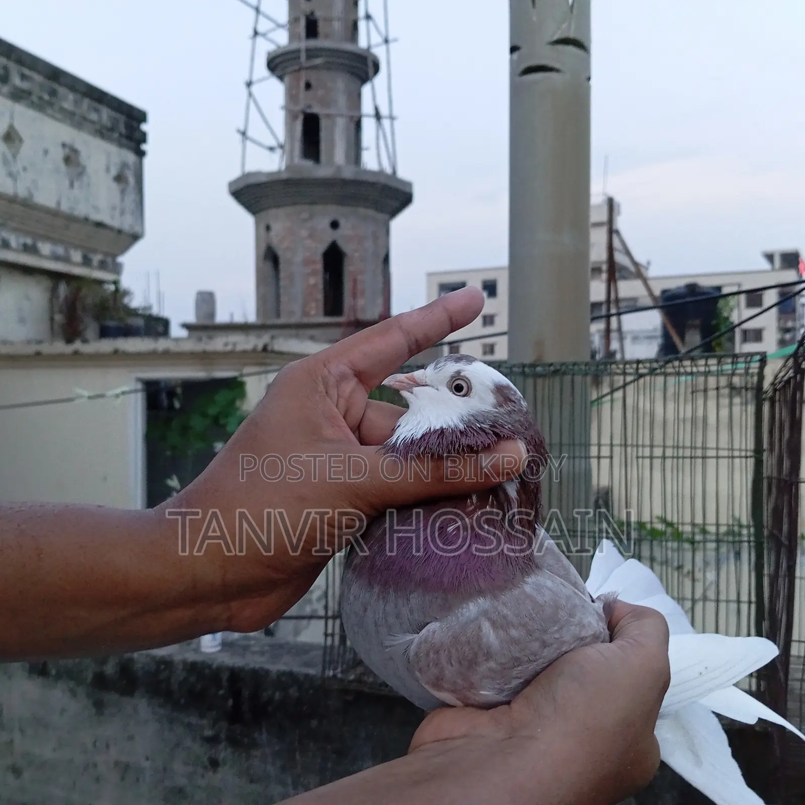 মিলি গোরা মাস্টার পেয়ার