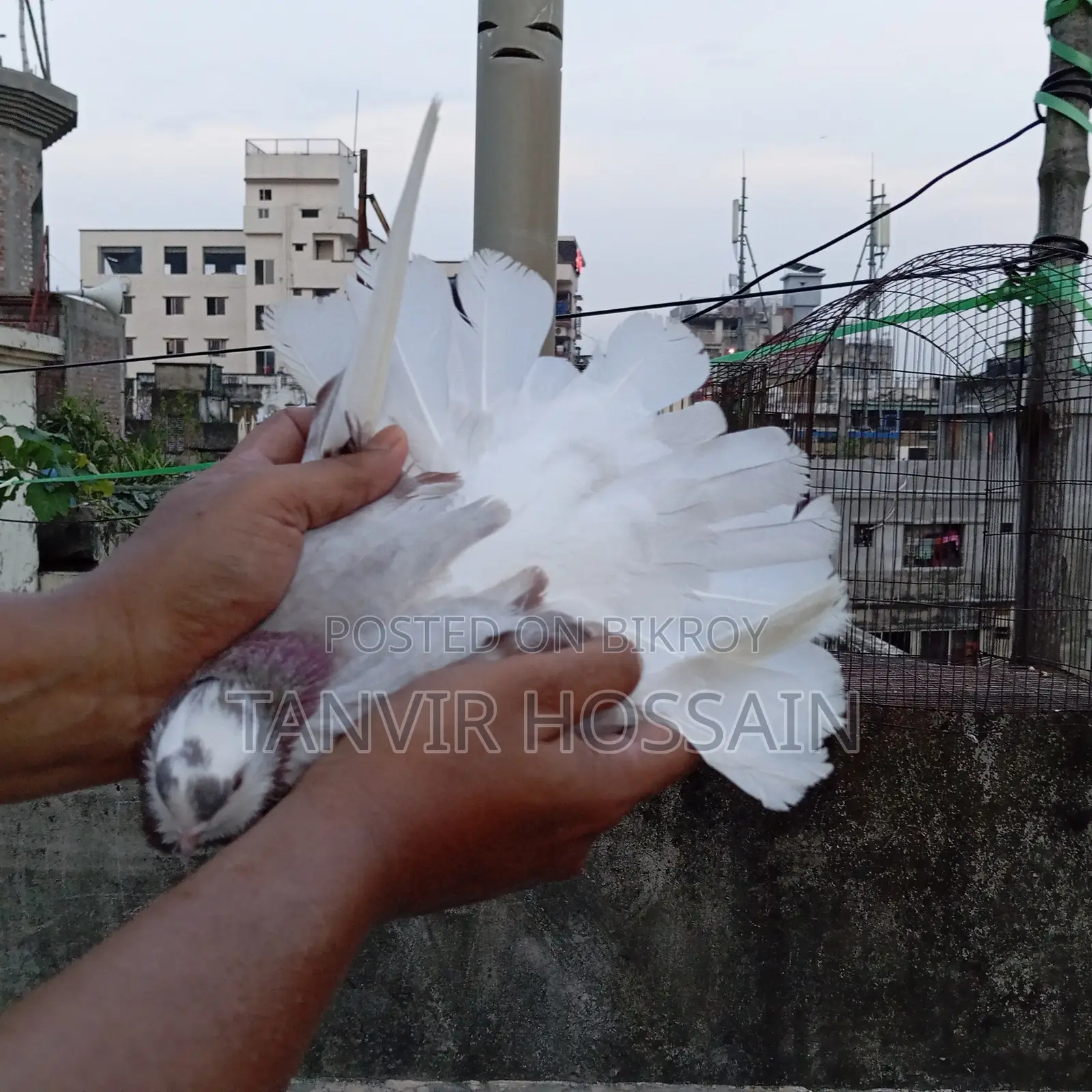 মিলি গোরা মাস্টার পেয়ার
