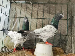 Teddy Pigeons