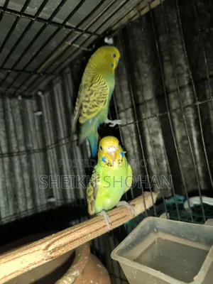 বাজিগর রানিং পেয়ার