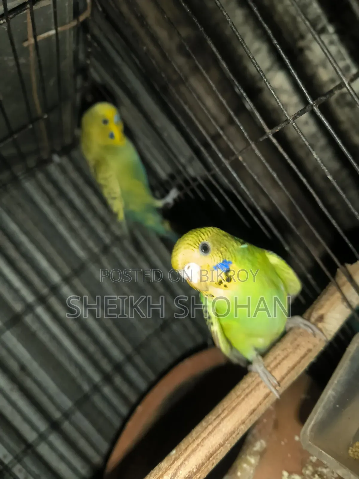 বাজিগর রানিং পেয়ার