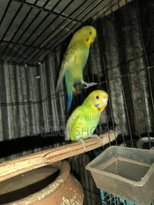 বাজিগর রানিং পেয়ার