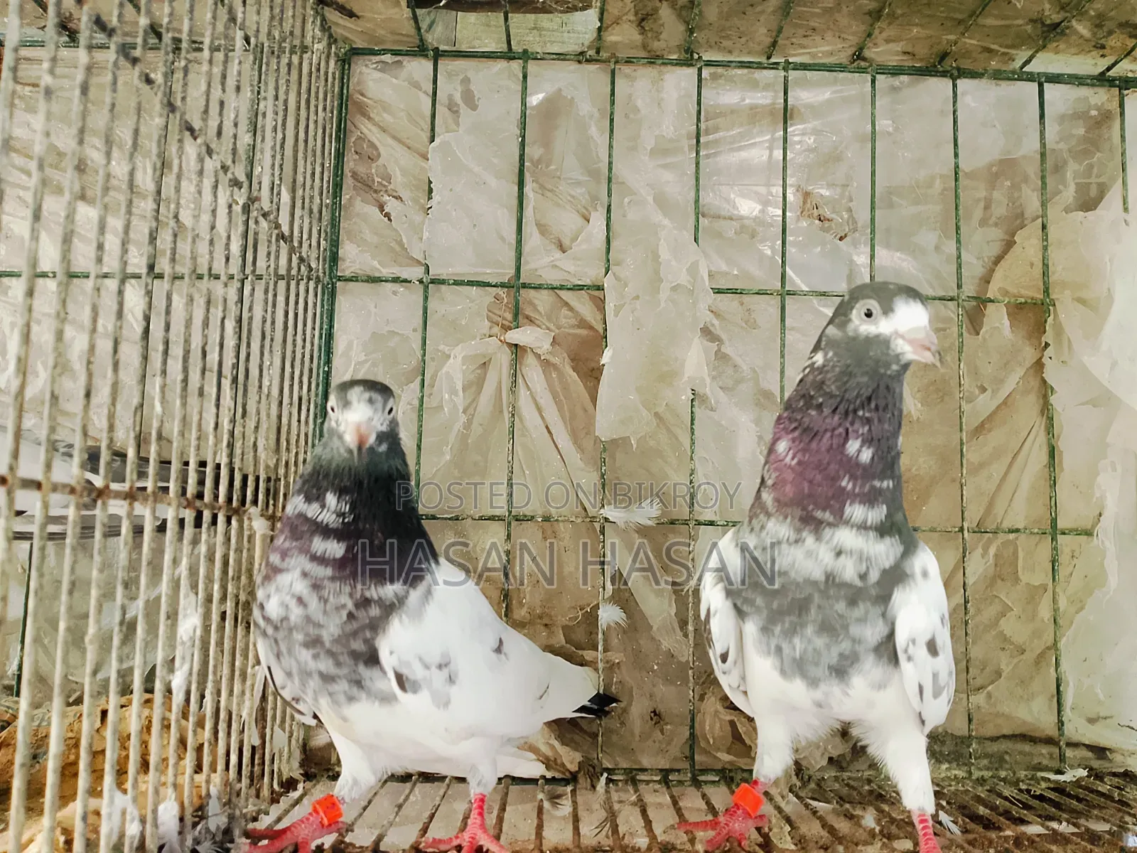 Teddy Pigeons